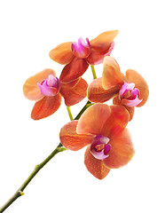 Image showing Orchid Flower