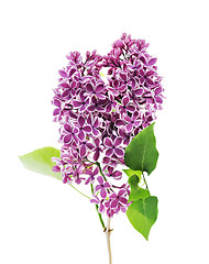 Image showing BlossomingLilac