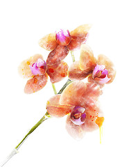 Image showing Orchid Flower