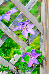 Image showing purple flowers