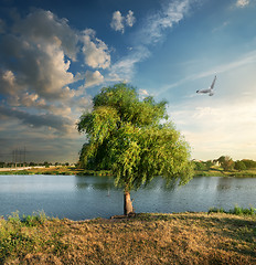 Image showing Bird over the osier near river