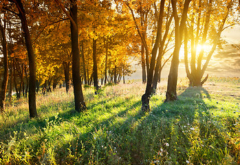 Image showing Maples in autumn park