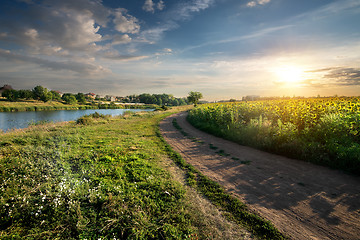 Image showing Sunflowers and country road