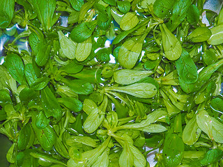 Image showing Green salad vegetables