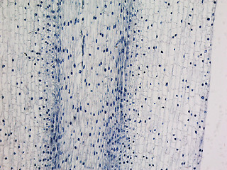 Image showing Corn root tip micrograph