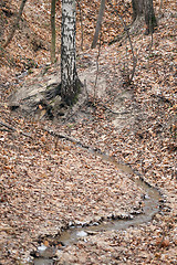 Image showing Stream in the autumn forest