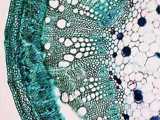 Image showing Cotton stem micrograph