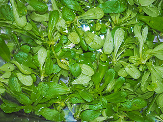 Image showing Green salad vegetables