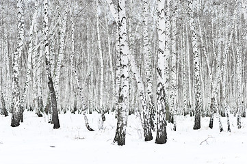 Image showing winter forest