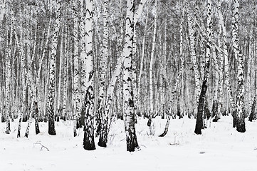 Image showing birch forest