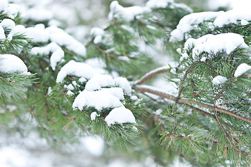 Image showing fur tree