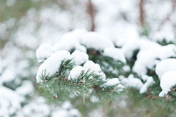 Image showing branch with snow