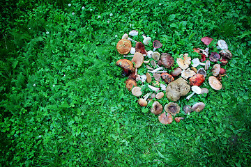 Image showing Wild mushrooms displayed in heart shape