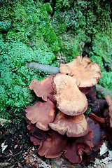 Image showing Close up of Collybia fusipes wild mushrooms