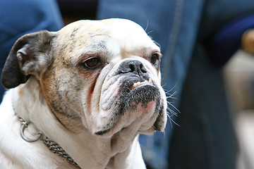 Image showing Close up of old bulldog with canines