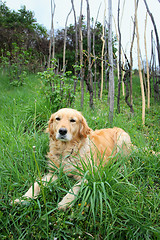Image showing Golden retriever in grass