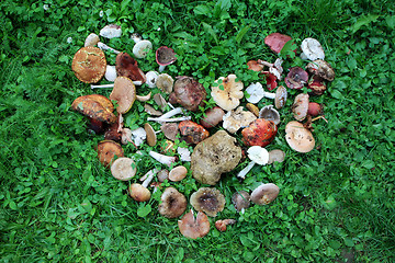 Image showing Wild mushrooms arranged in heart shape