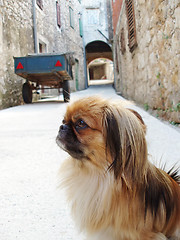Image showing Pekingese dog on street 