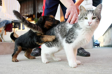 Image showing Puppy and kitten playing outside