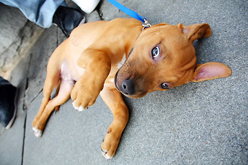 Image showing Dog lying on floor