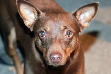 Image showing Brown dog close up