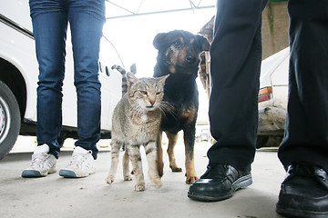 Image showing Cat and dog standing in yard