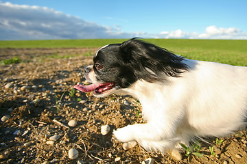 Image showing Black and white pekingese dog running on meadow