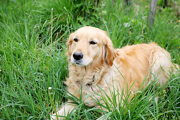 Image showing Close up of golden retriever lying in grass