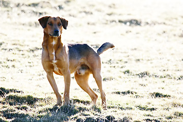 Image showing Half breed dog on meadow