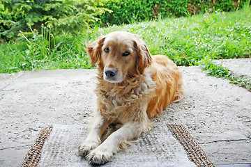 Image showing Close up of golden retriever looking at camera