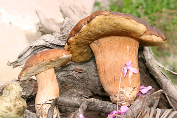 Image showing Boletus wild mushrooms