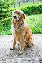 Image showing Golden retriever sitting