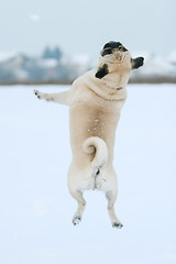 Image showing Pug jumping in snow