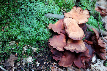Image showing Collybia fusipes wild mushroom