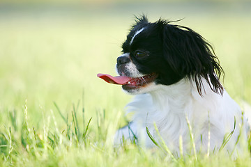 Image showing Black and white pekingese dog