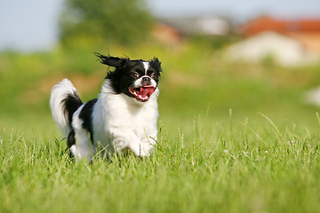 Image showing Black and white pekingese on meadow