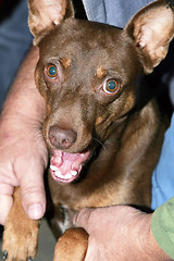 Image showing Brown dog held by owner