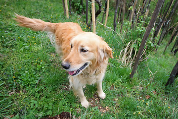 Image showing Golden retriever in woods