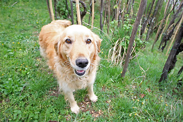 Image showing Golden retriever in nature