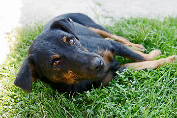 Image showing Half breed dog lying in grass