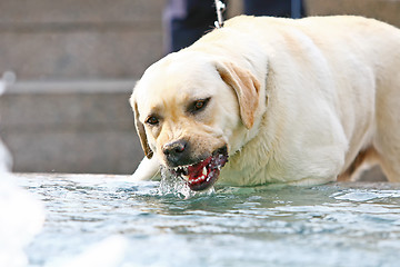 Image showing Labrador drinking water