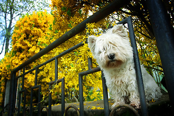 Image showing Malteze dog peeking through fence