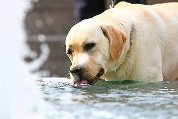 Image showing Labrador drinking water from fountain