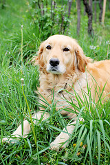 Image showing Close up of golden retriever in grass