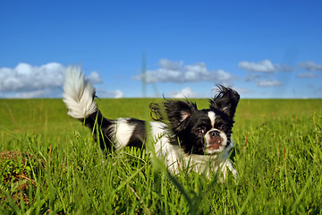 Image showing Black and white pekingese dog on meadow