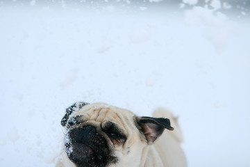 Image showing Snowflakes falling on pug