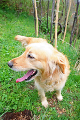 Image showing Close up of golden retriever in nature