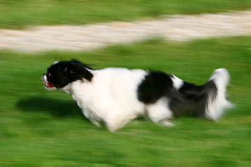 Image showing Black and white pekingese dog running