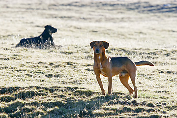 Image showing Half breed dogs in field