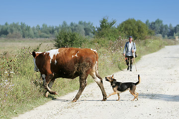 Image showing Cow and dog crossing road